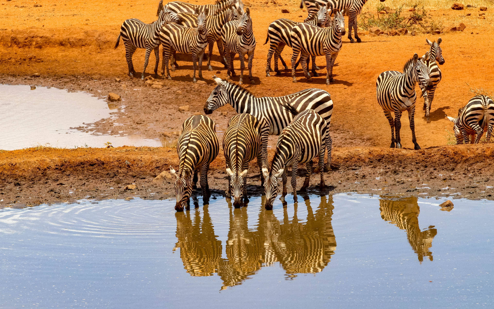 Zebras In River Africa Background