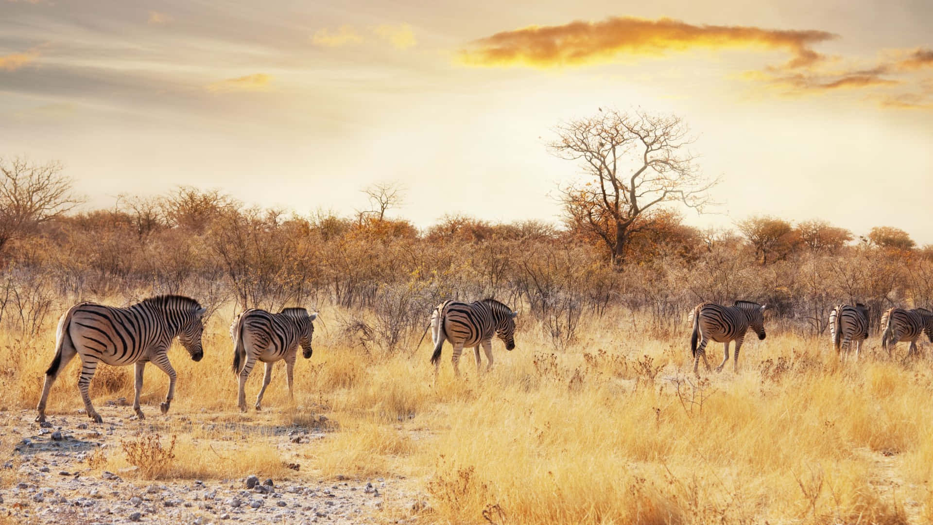 Zebras Walking African Savannah Wallpaper