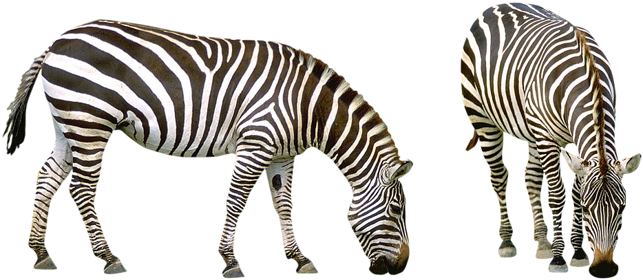 Zebras_ Grazing_ Side_ View.png PNG