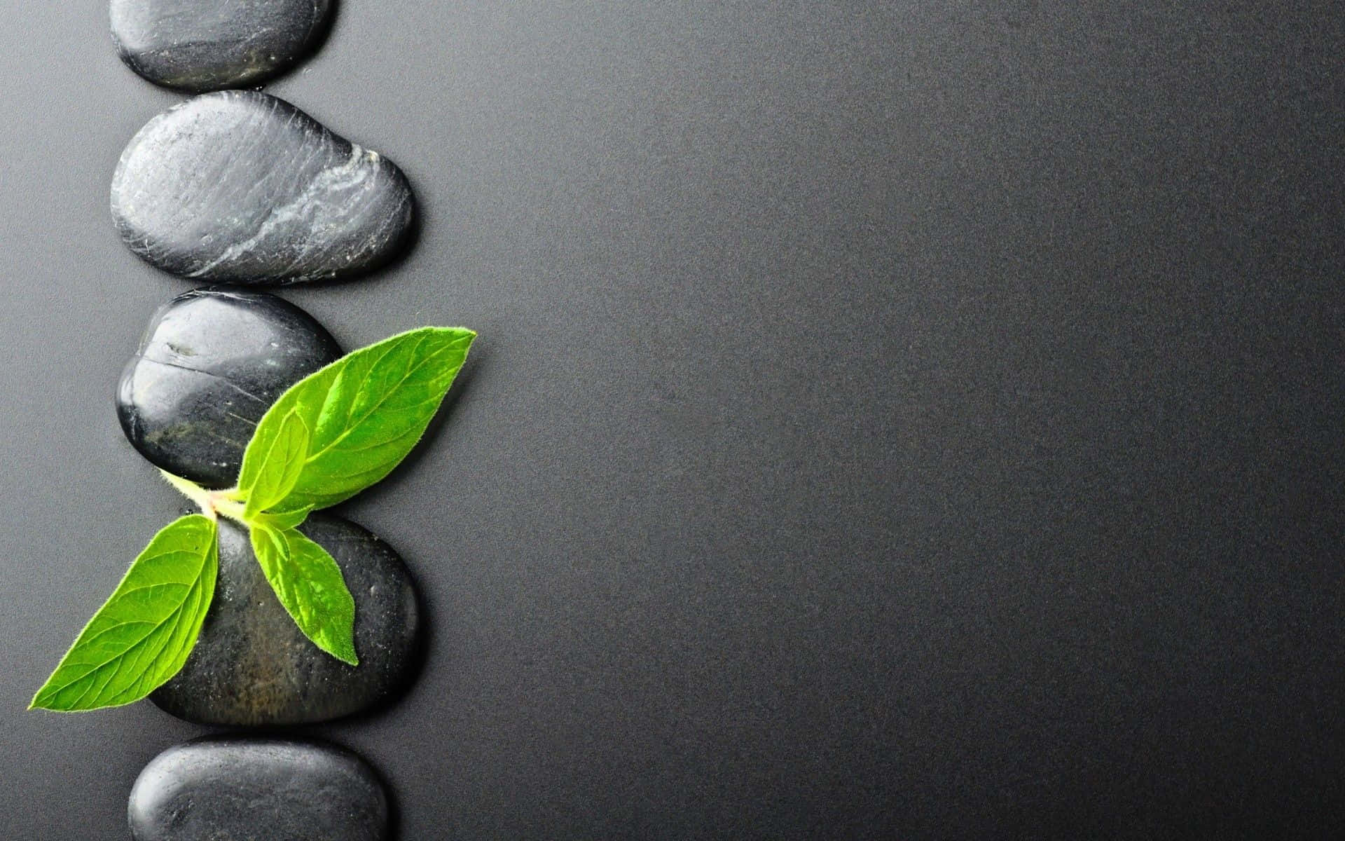 Zen Desktop Black Stones With A Leaf Wallpaper