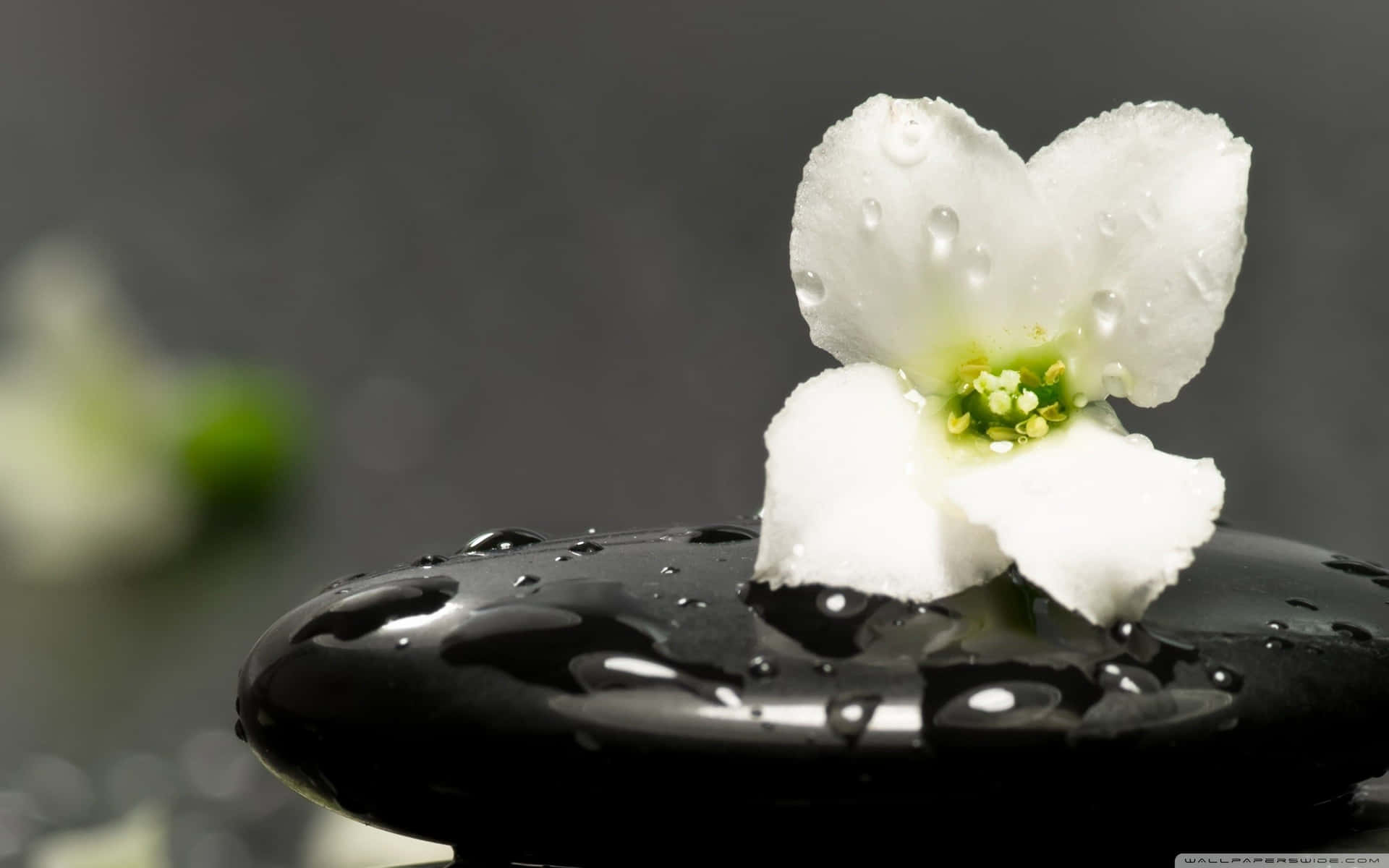 Zen Desktop Wet Flower On Top Of Stone Wallpaper