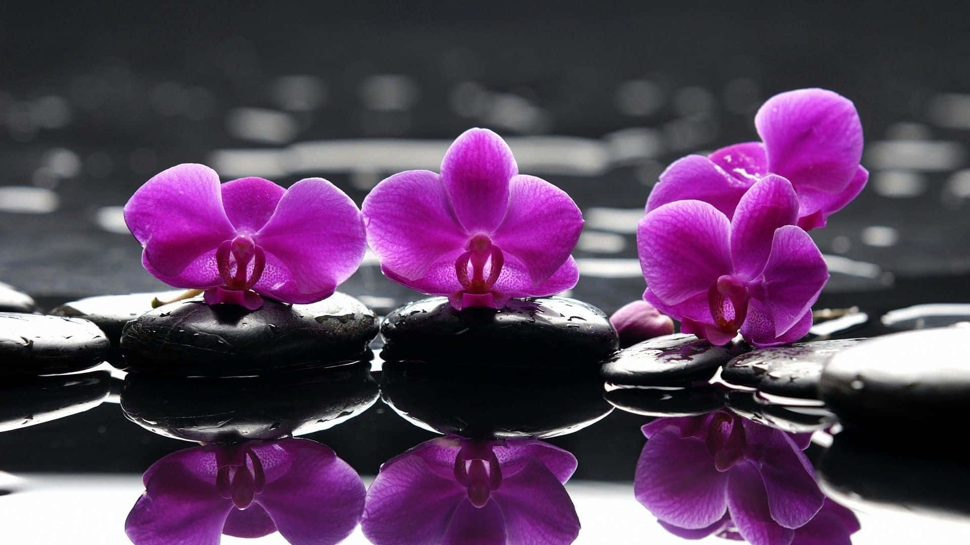 Zen skrivebords violet blomster på våde sten Wallpaper