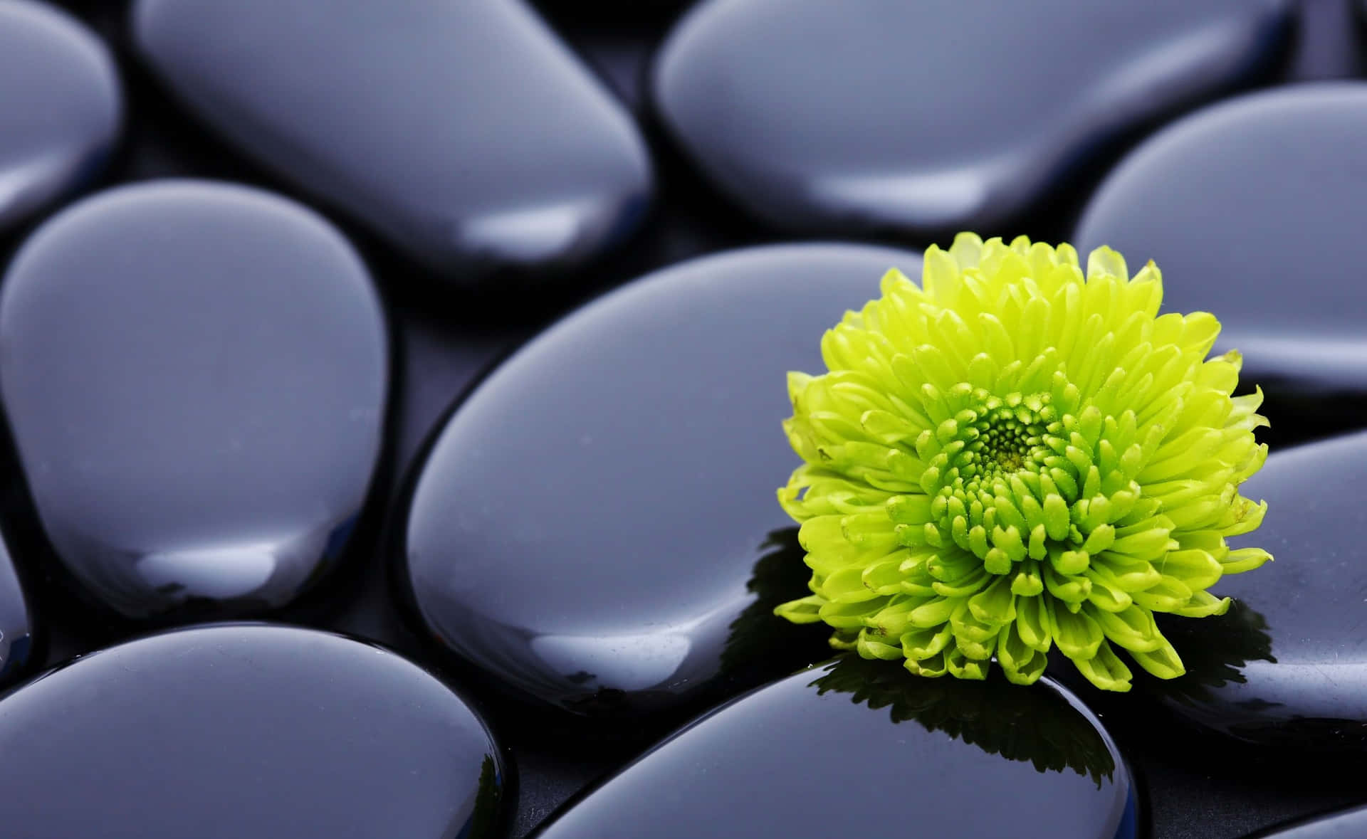 Zen Desktop Green Flower With Glossy Stones Wallpaper
