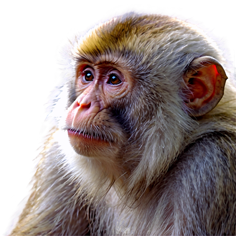 Zen Monkey Face Meditation Png 80 PNG