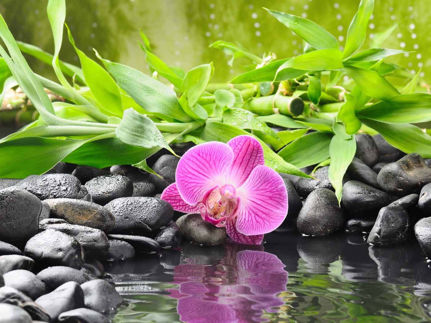 A Pink Orchid Is Reflected In A Pond With Rocks