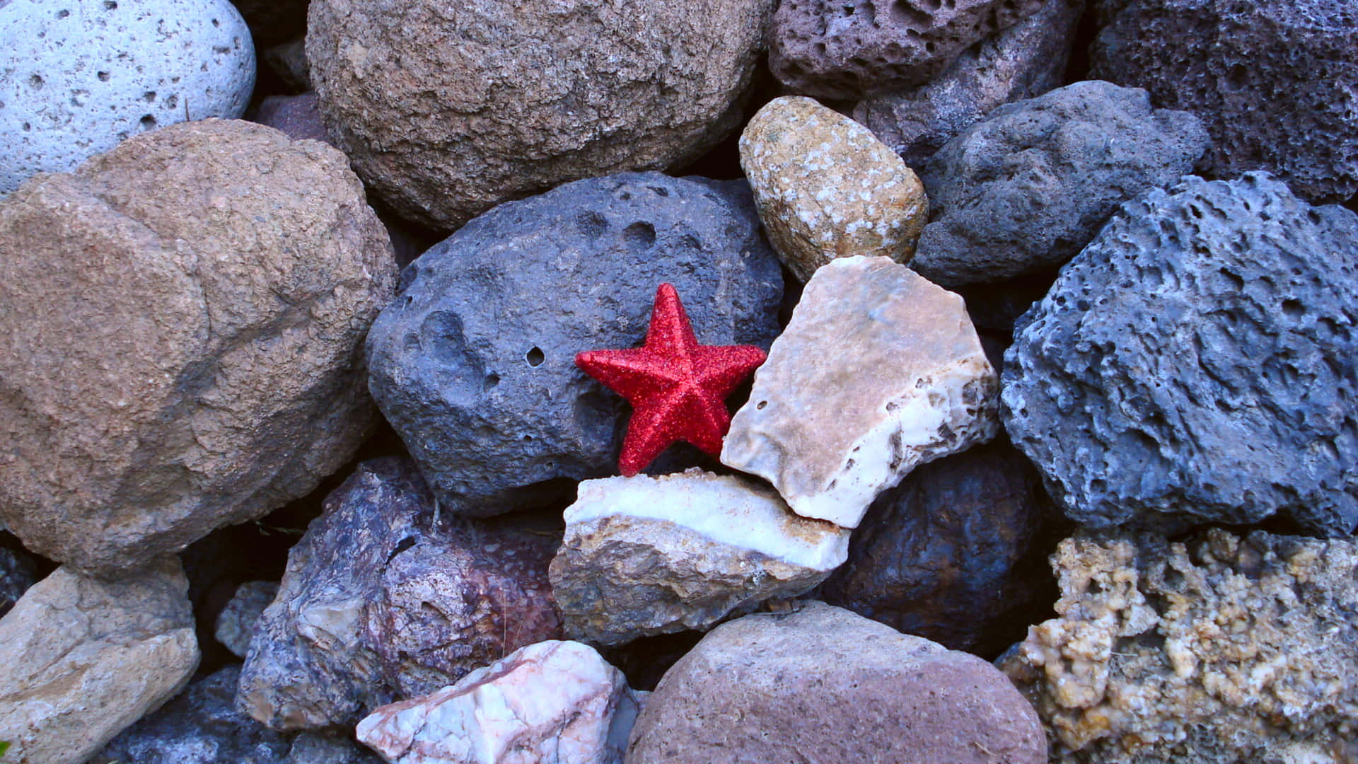 Zesty Red Starfish Wallpaper