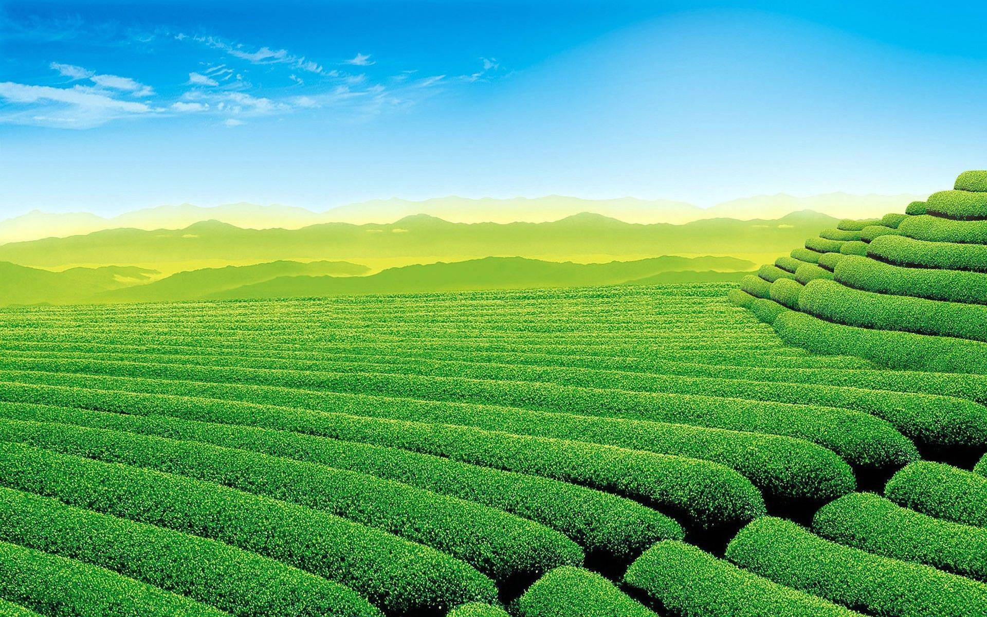 Zhejiang Tea Garden Wallpaper