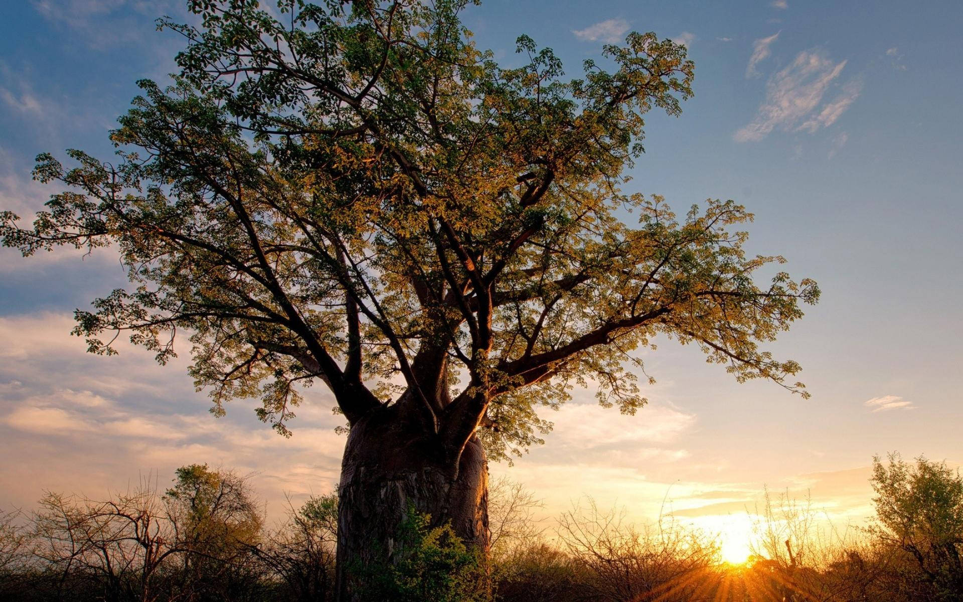 Zimbabwe African Baobab Background