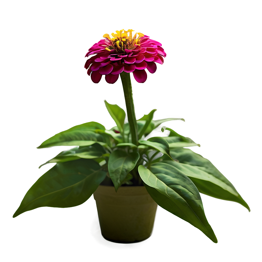 Zinnia Flower Bush Png Qor96 PNG