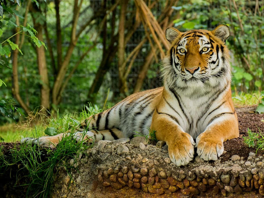 Zoo Animal Cool Tiger Background