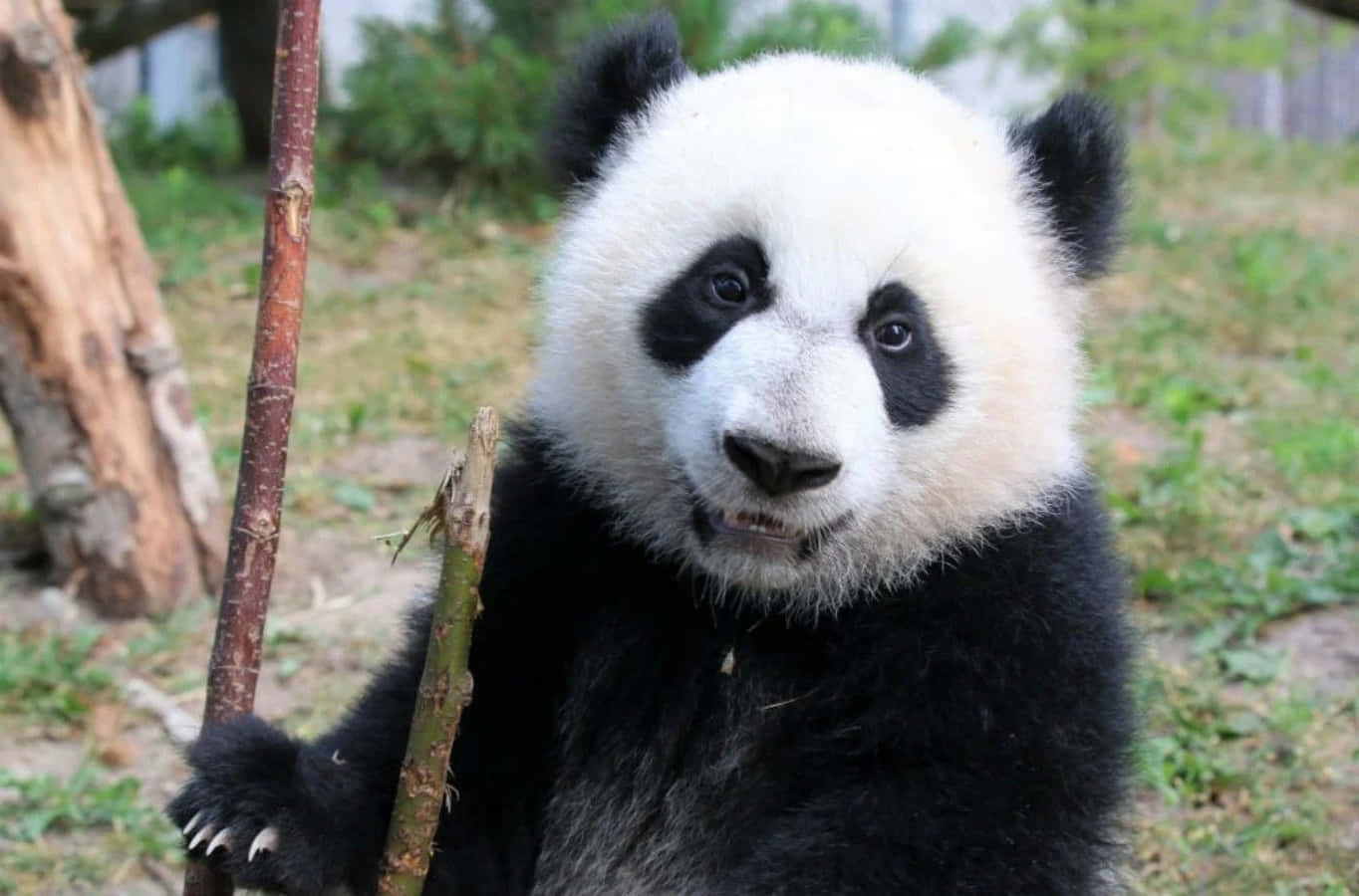 Unoso Panda Está Sosteniendo Un Palo En Su Boca.