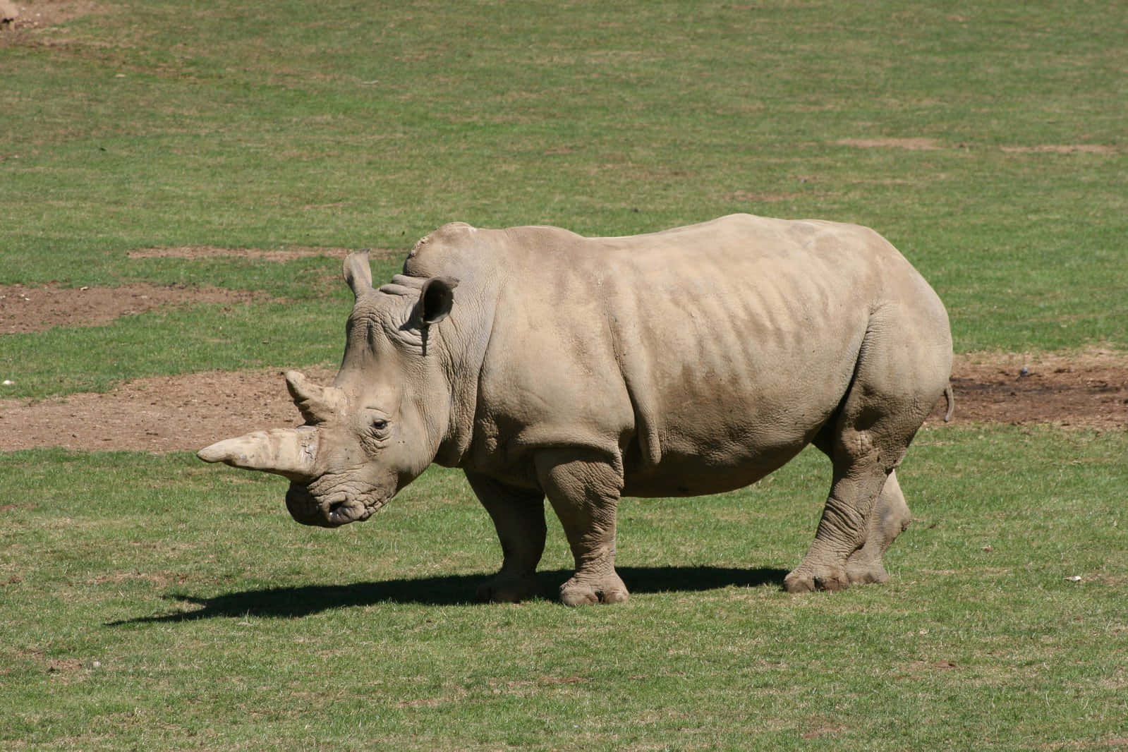 A Rhino Standing In The Grass