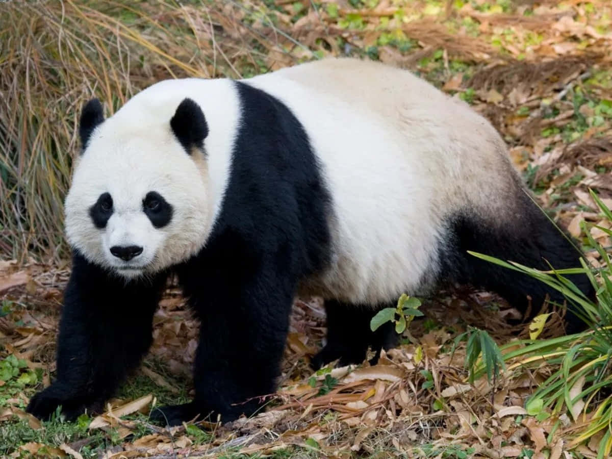 A Panda Bear Walking Through The Grass