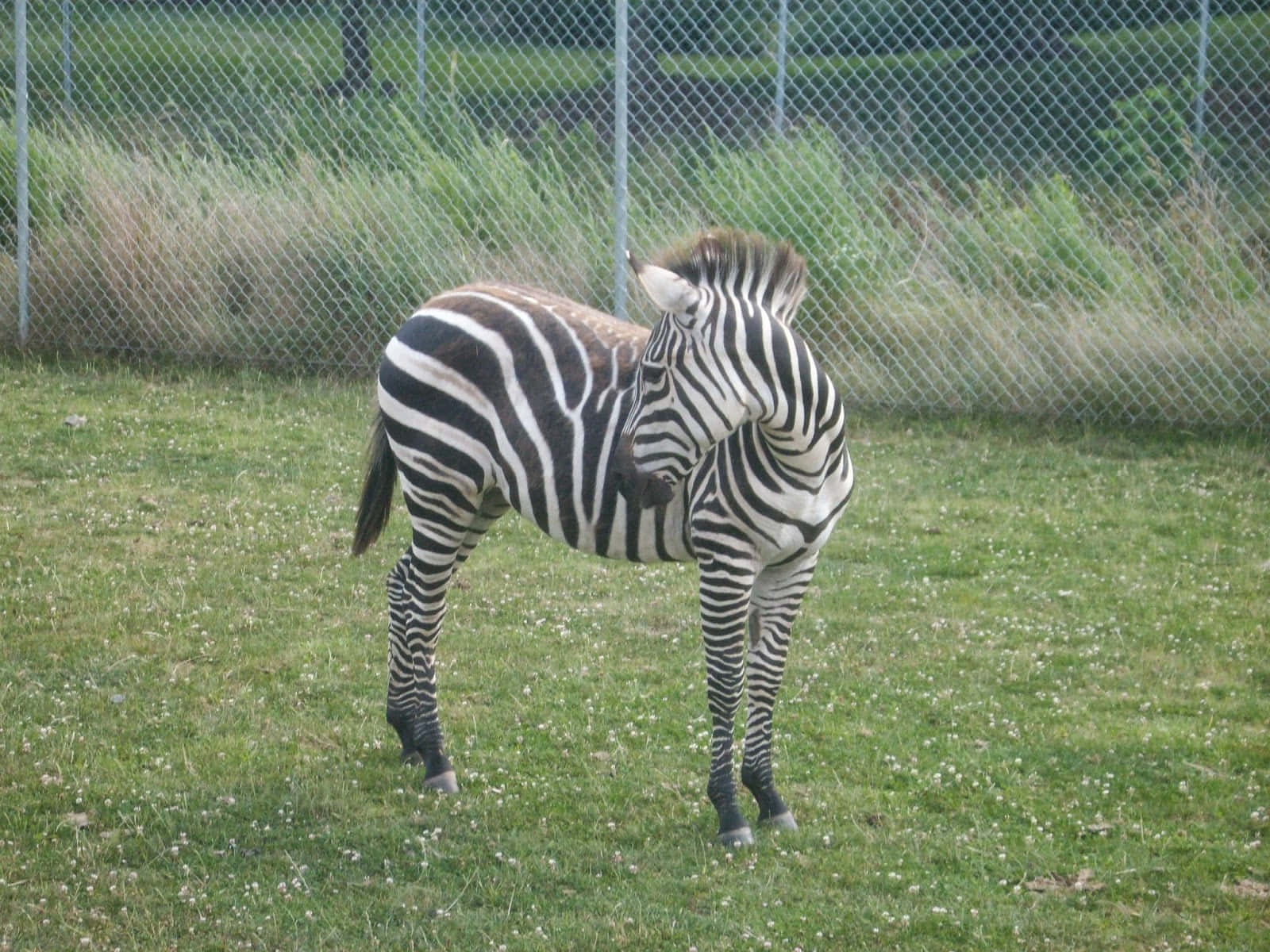 Atthålla Sig På Säkert Avstånd: En Zebra Som Stillsamt Observerar Sin Omgivning På Zoo