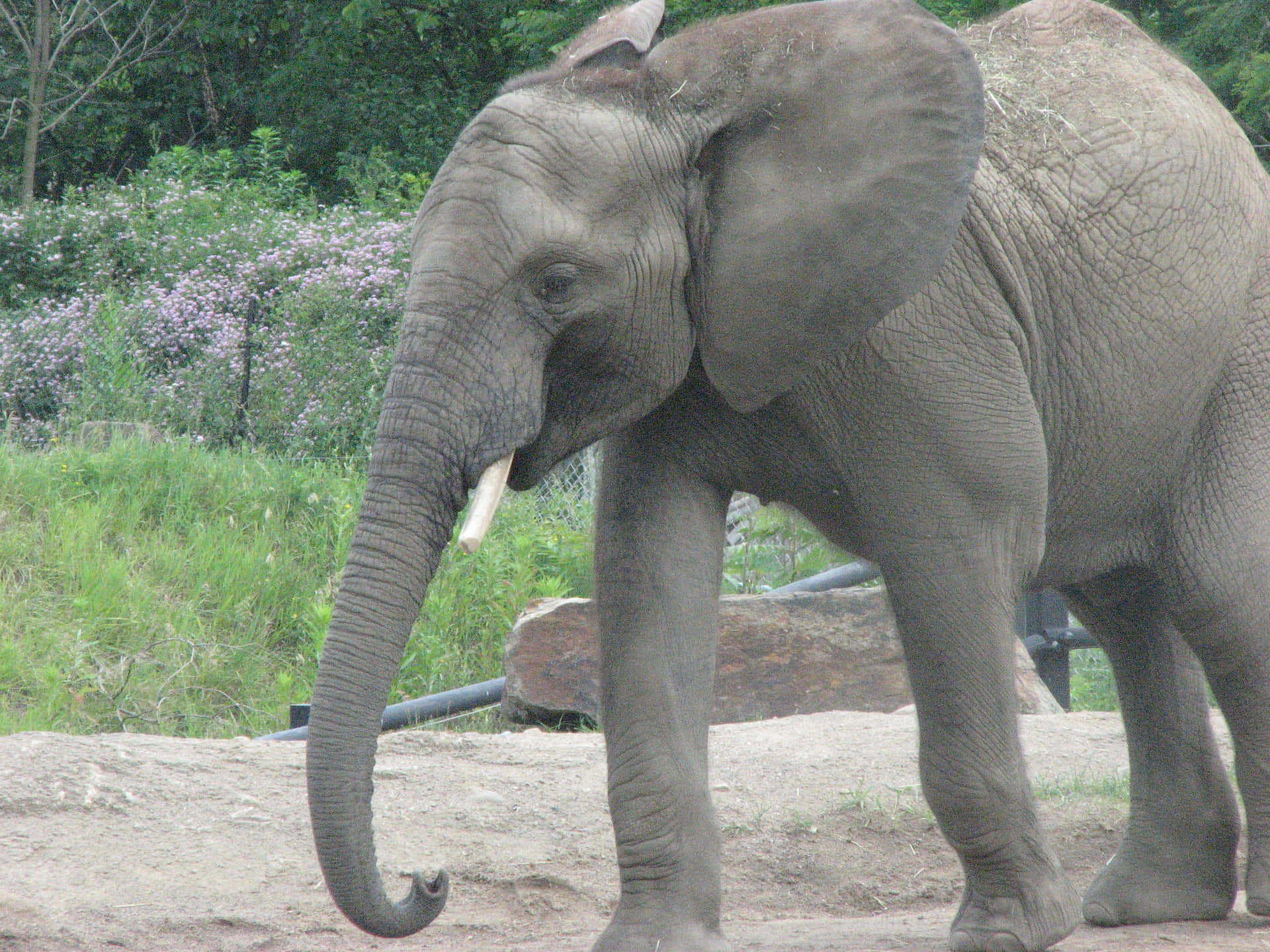 Cuteness overload! A baby elephant showcasing its playful nature in the zoo.