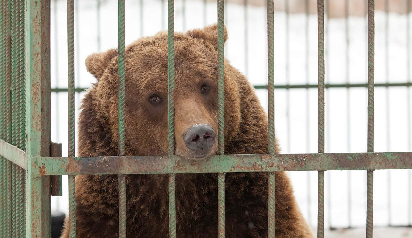 A Brown Bear In A Cage