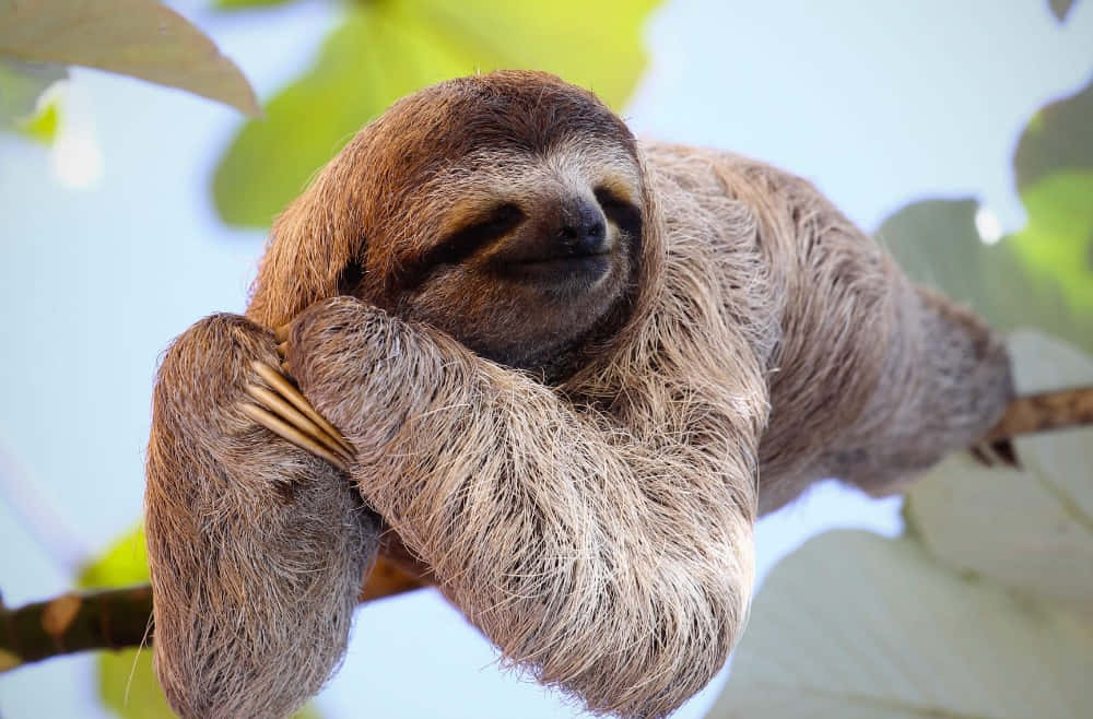 Zooanimal Sloth På Ett Träd. Wallpaper