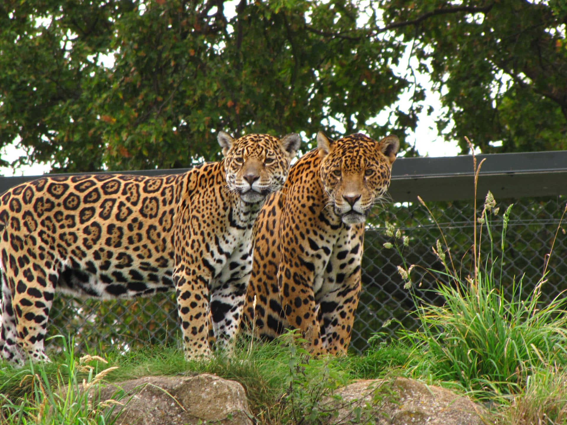 Zoodjur Skräckinjagande Leoparder. Wallpaper