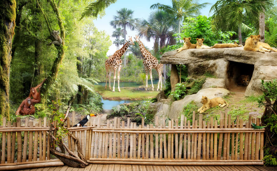 Zoo Animals Giraffes And Lions Background