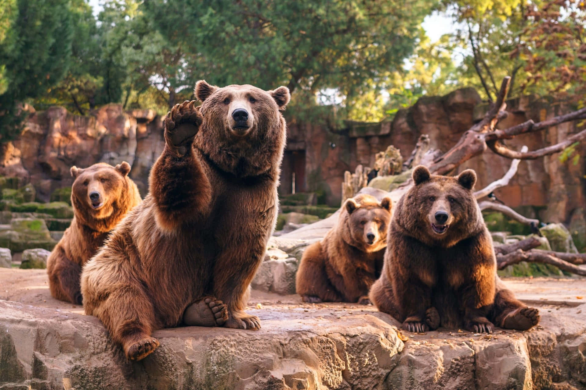 Zootiere Grizzlybären Wallpaper