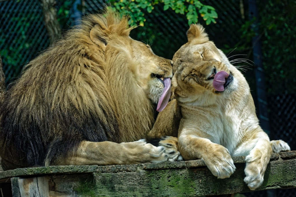 Animalesdel Zoológico: León Y Leona. Fondo de pantalla
