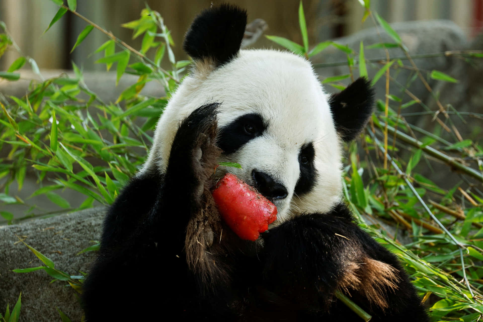 Zoo Animals Panda Eating Wax Apple Pictures