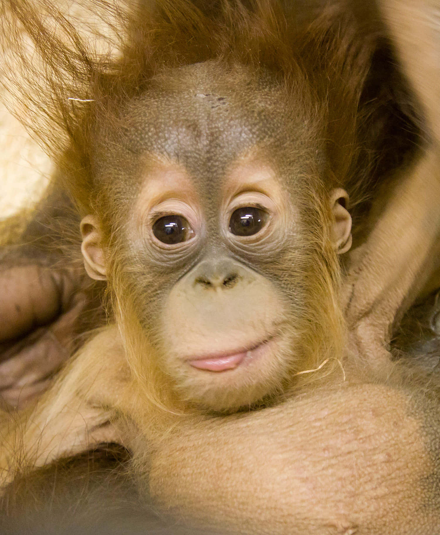Baby Orangutan Zoo Animals Pictures
