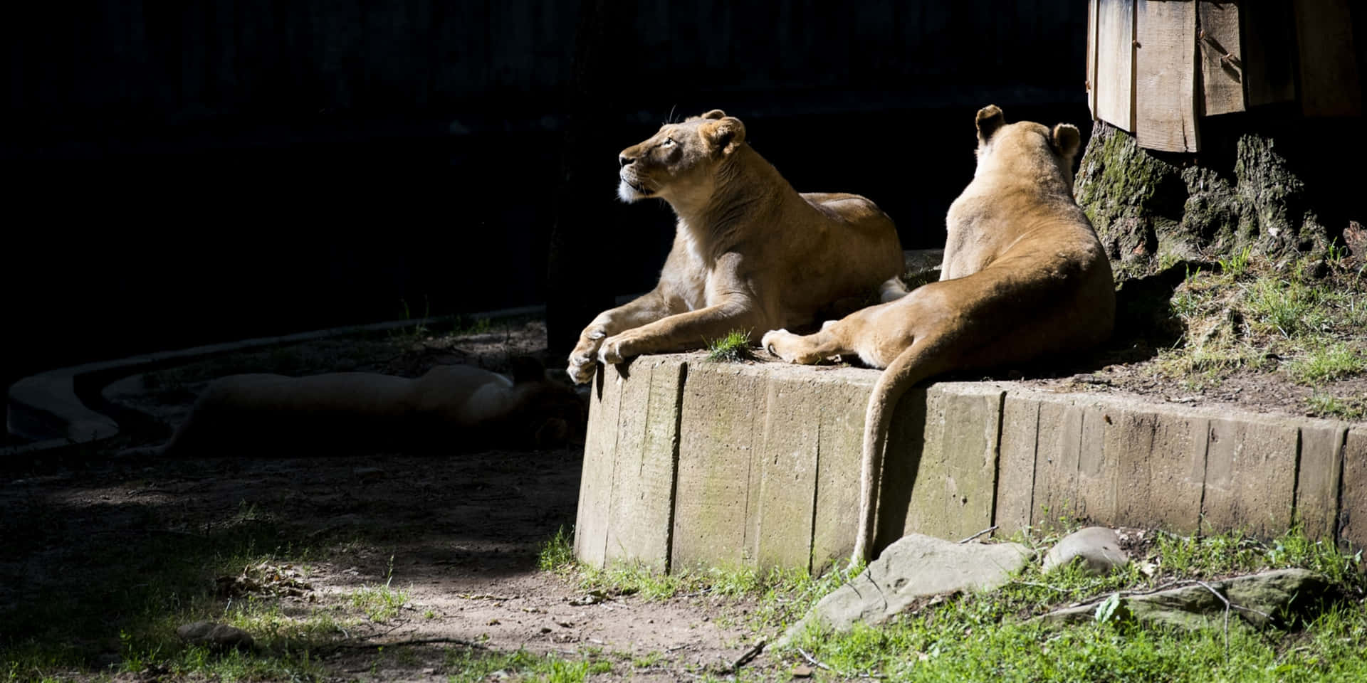 Zoo Animals Two Lions Pictures