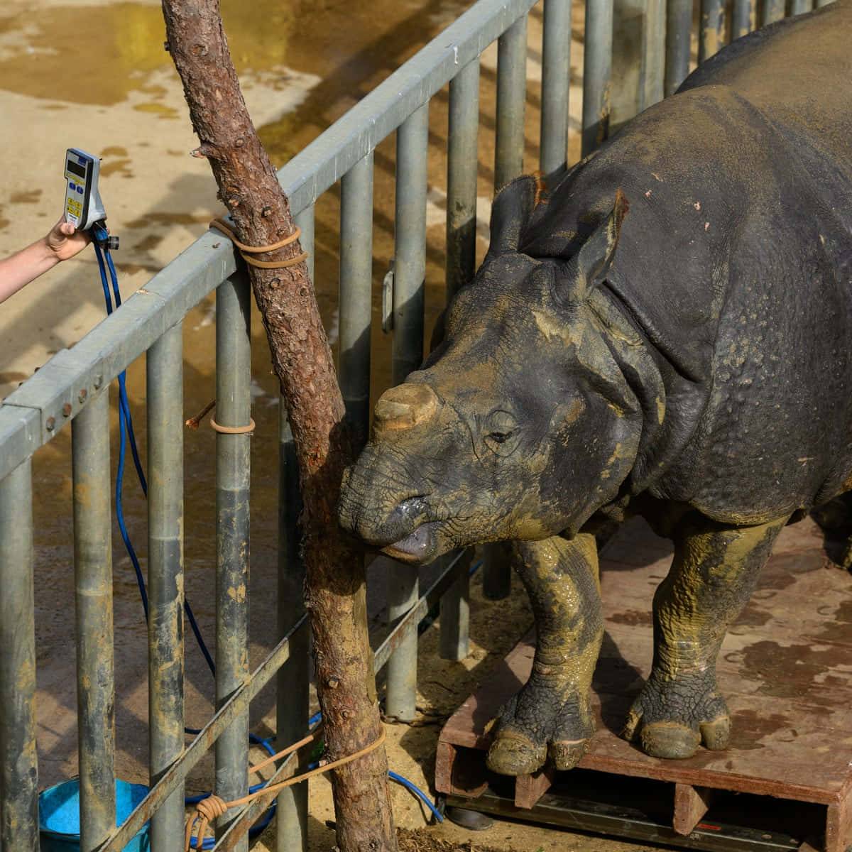 Zoo Animals Indian Rhinoceros Pictures