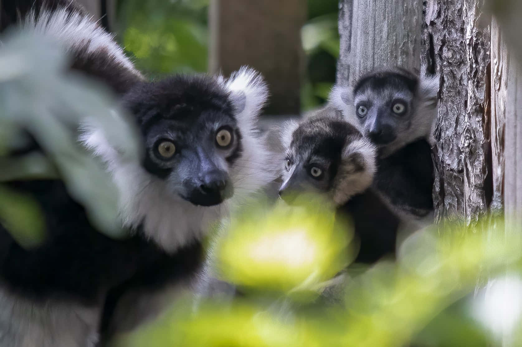 Three Lemurs Zoo Animals Pictures