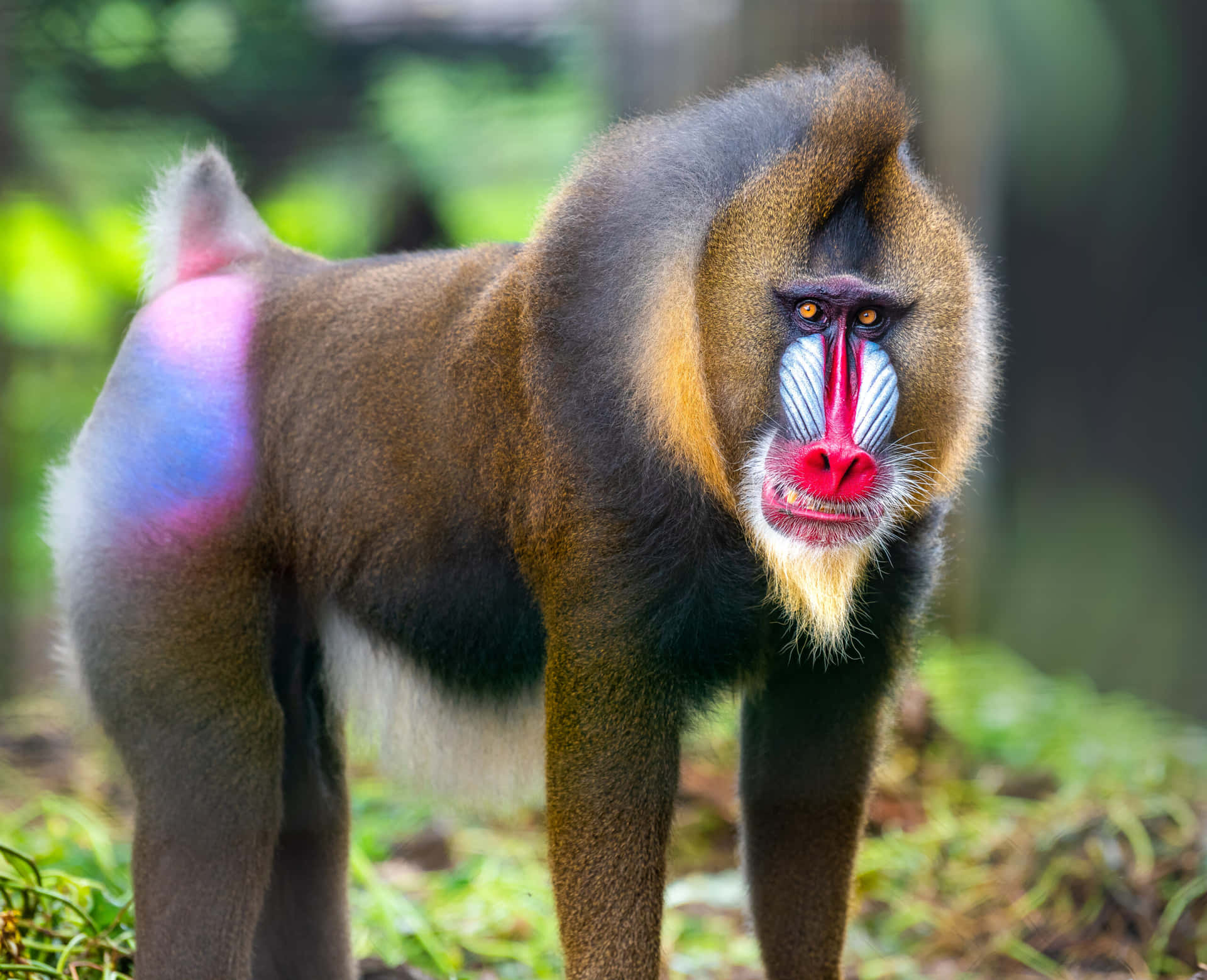 Mandrill Monkey Zoo Animals Pictures
