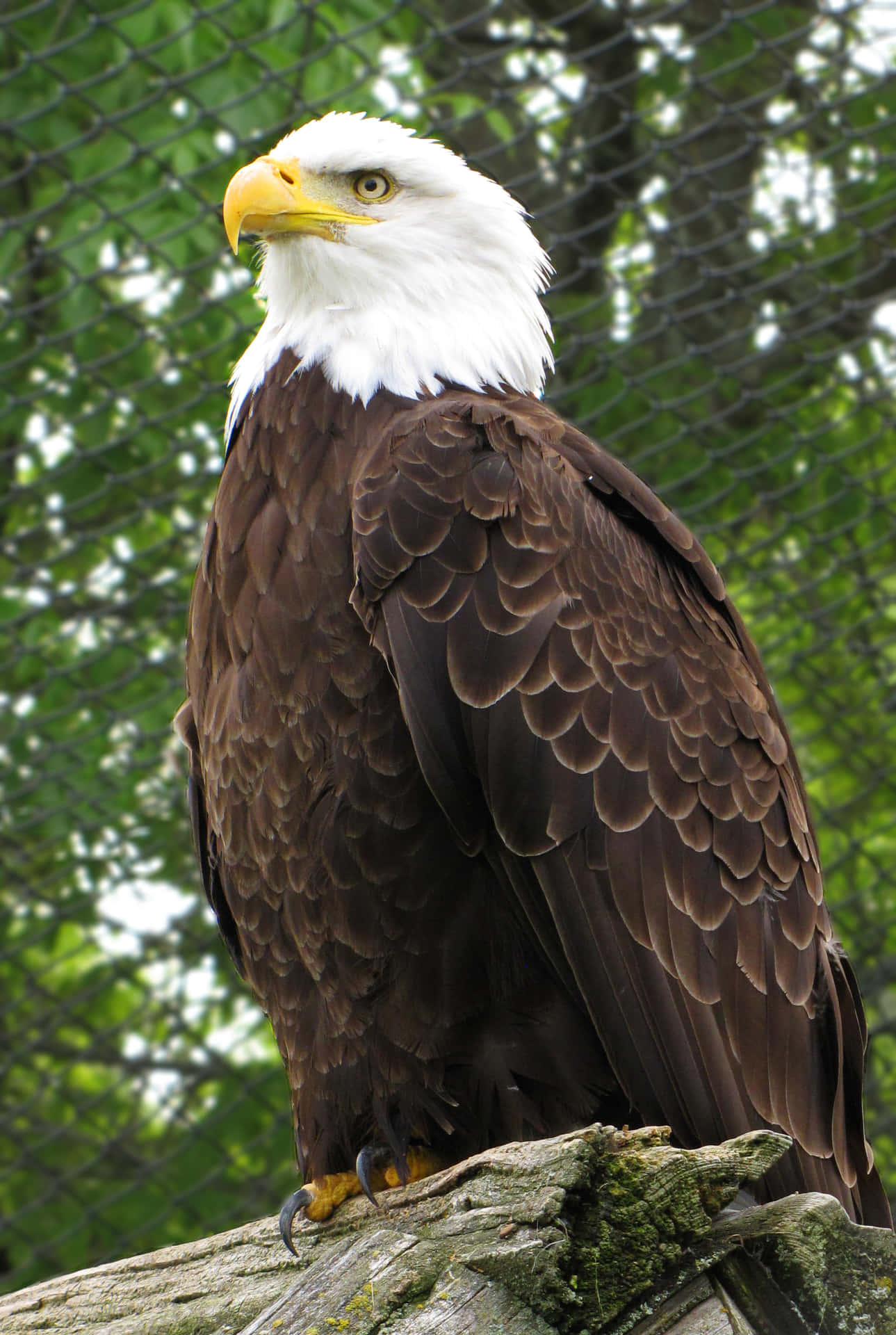 Southern Bald Eagle Zoo Animals Pictures