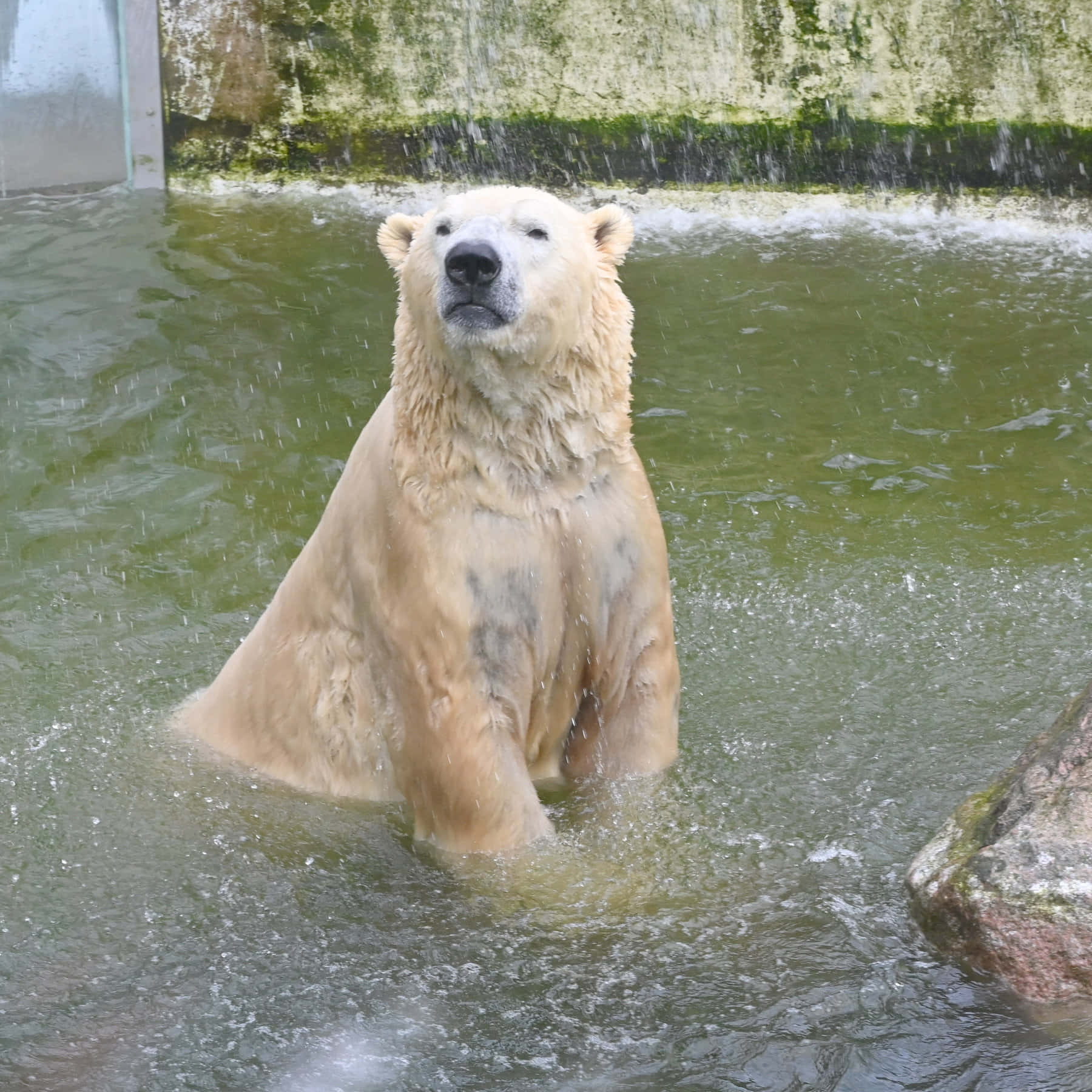 Polar Bear Zoo Animals Pictures