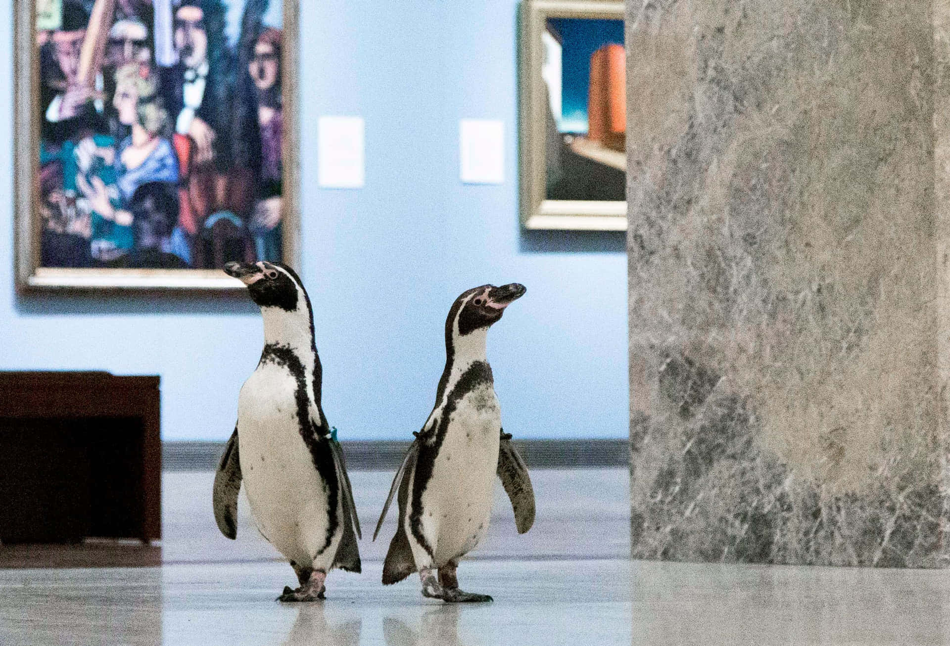 Animaisdo Zoológico - Duas Imagens De Pinguins