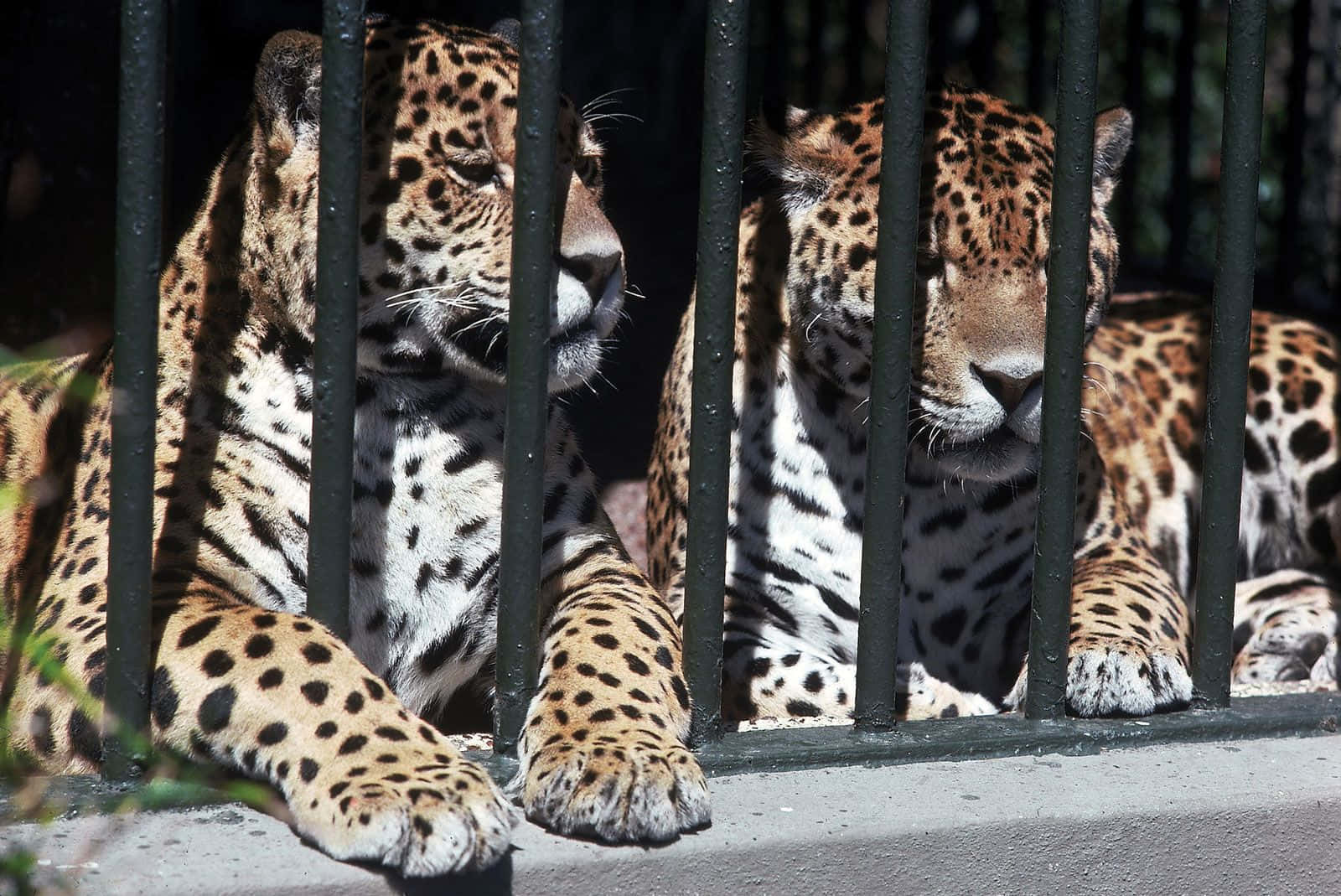Two Jaguars Zoo Animals Pictures