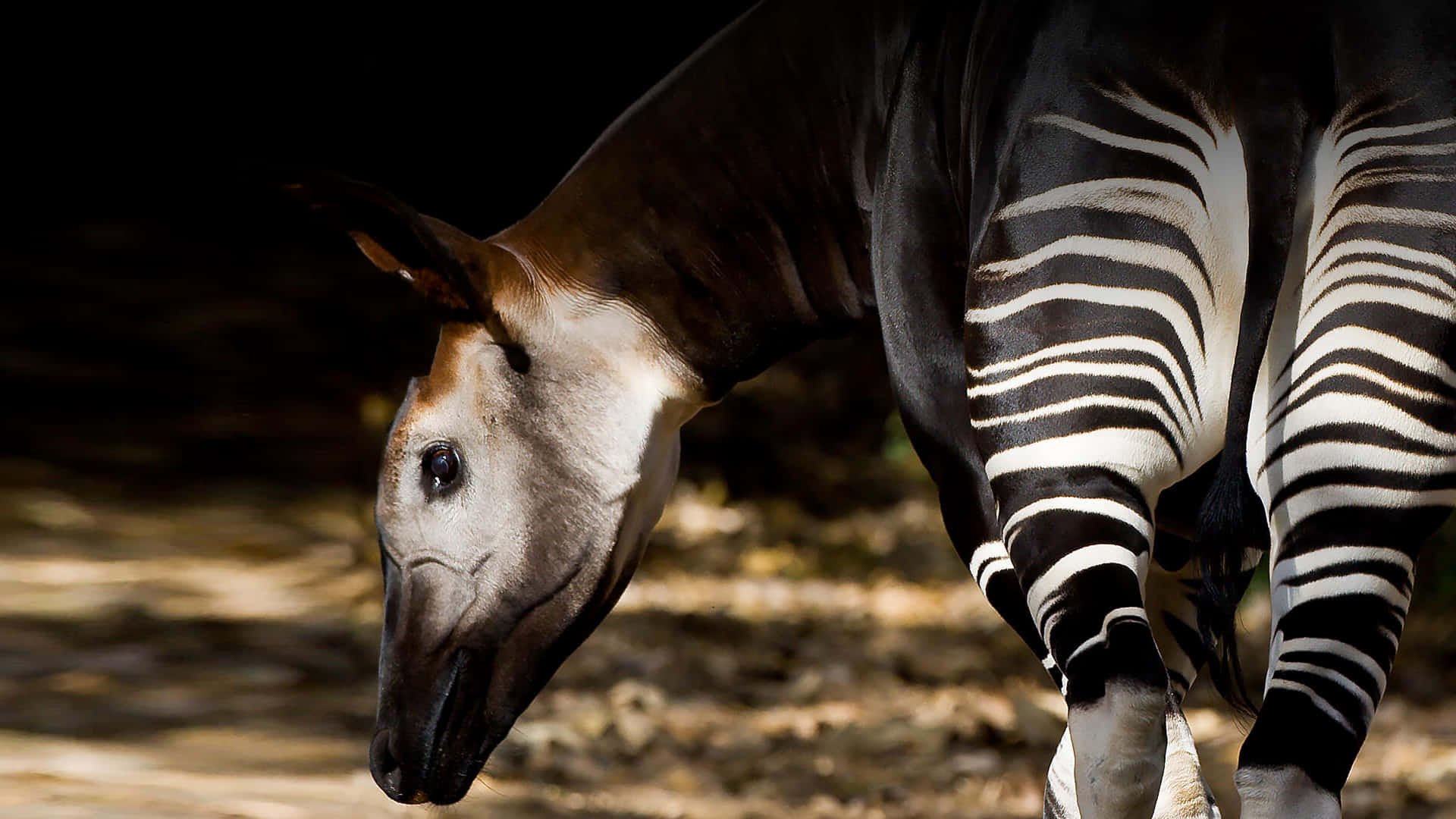 One Okapi Zoo Animals Pictures