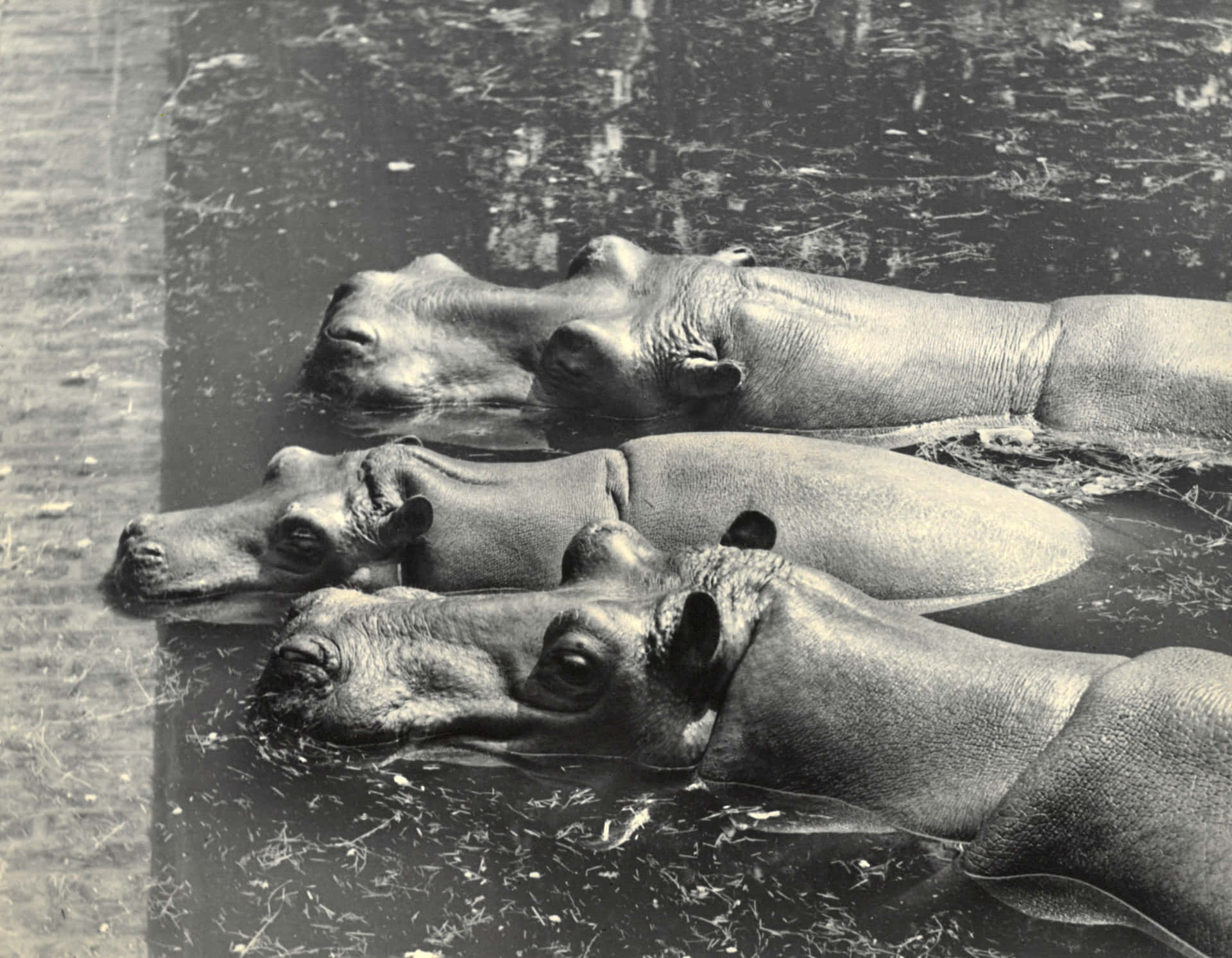 Three Hippos Zoo Animals Pictures
