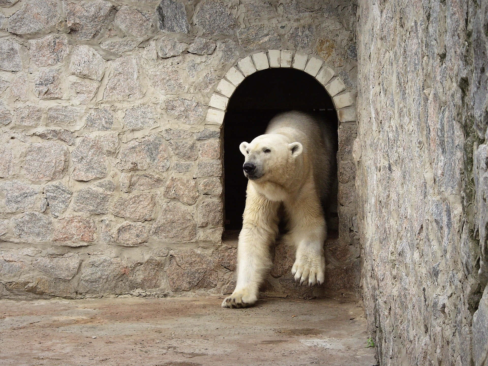White Polar Bear Zoo Animals Pictures
