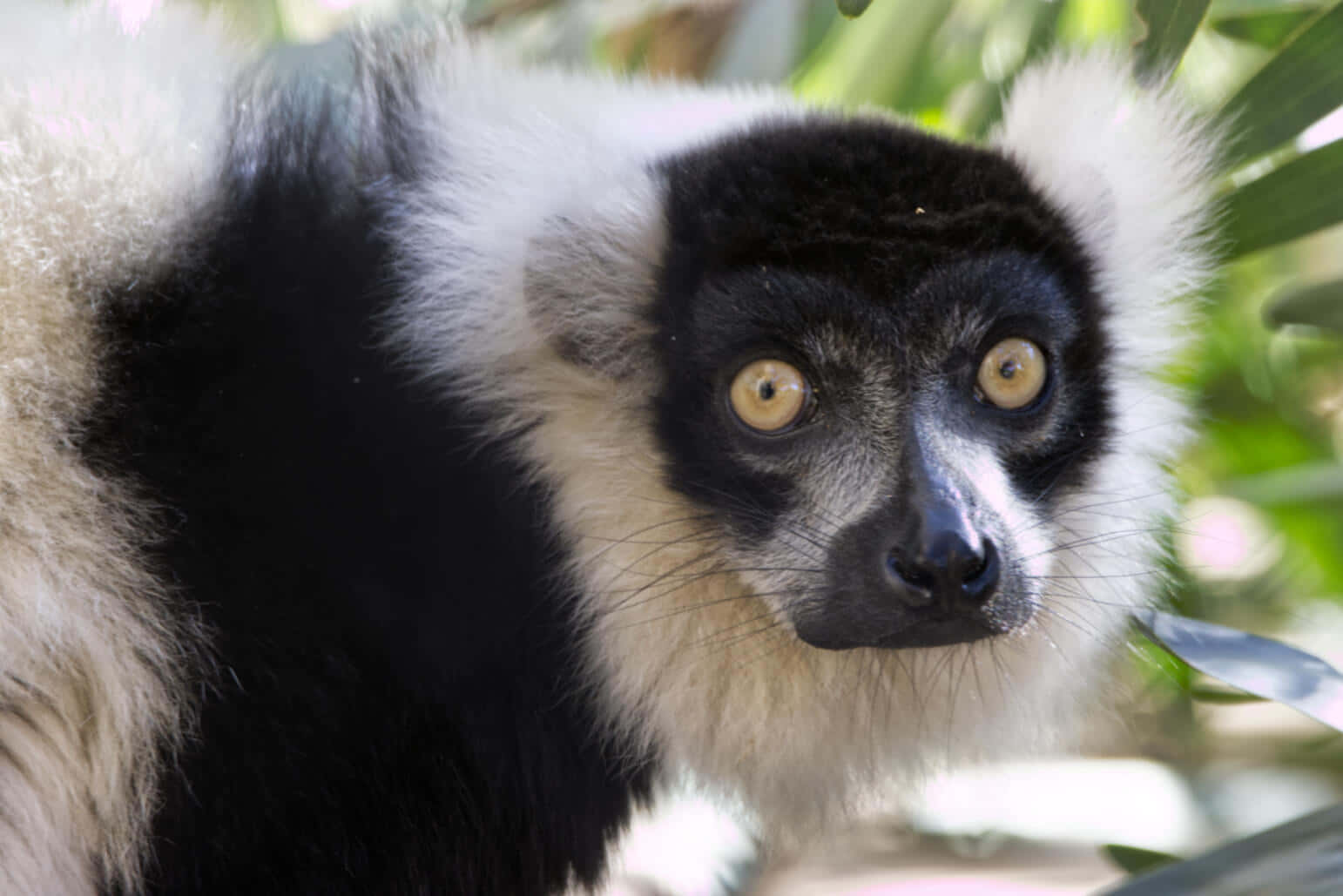 Riffed Lemur Zoo Animals Pictures