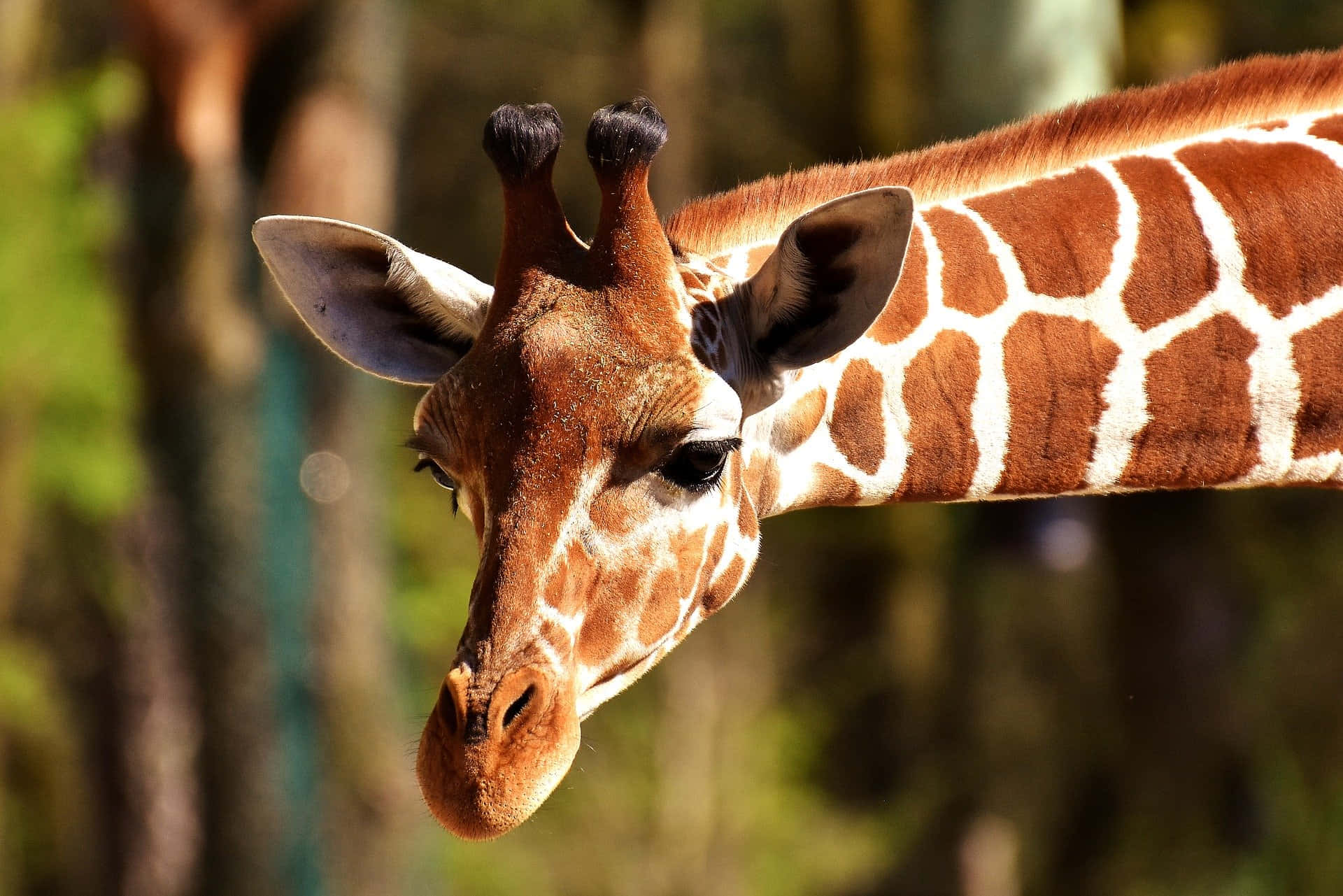 Reticulated Giraffe Zoo Animals Pictures
