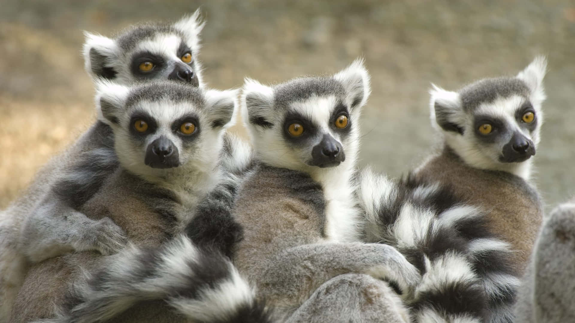 Four Lemurs Zoo Animals Pictures