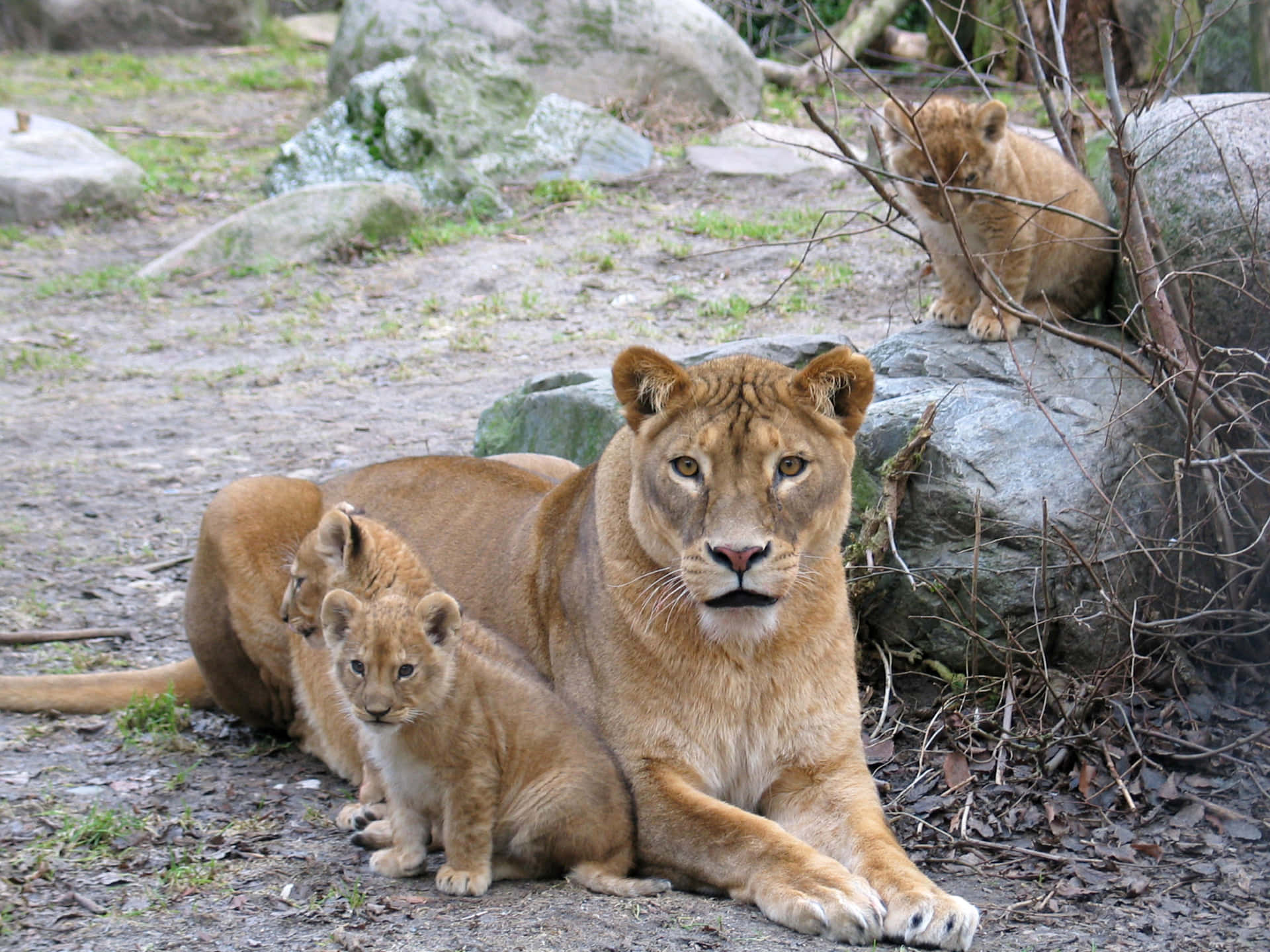 Lion Cubs Zoo Animals Pictures