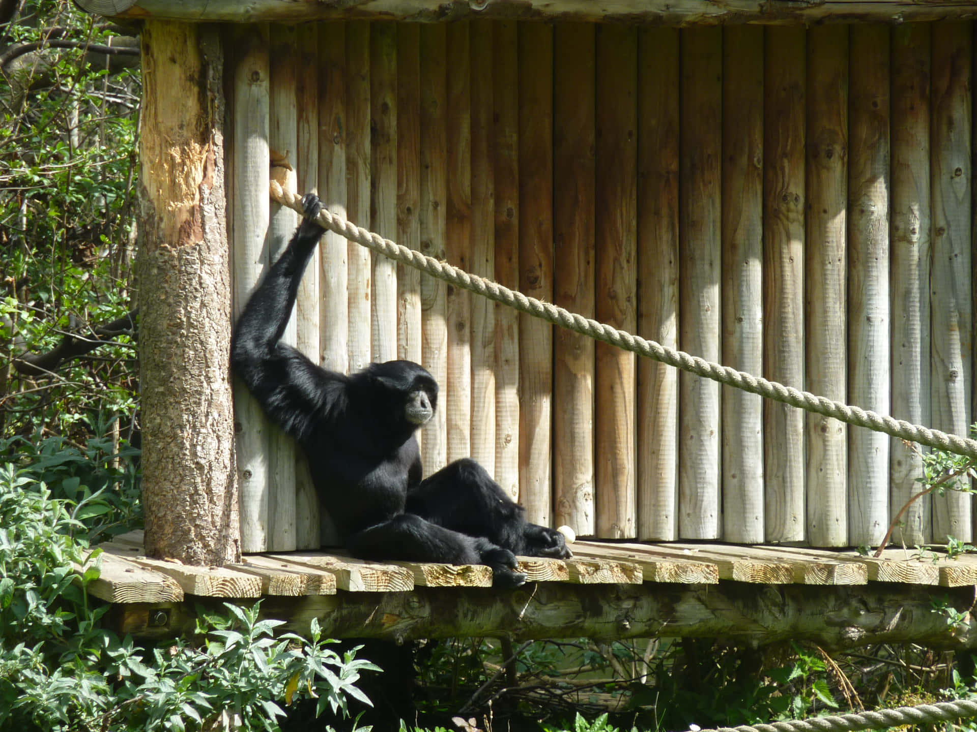 One Siamang Zoo Animals Pictures