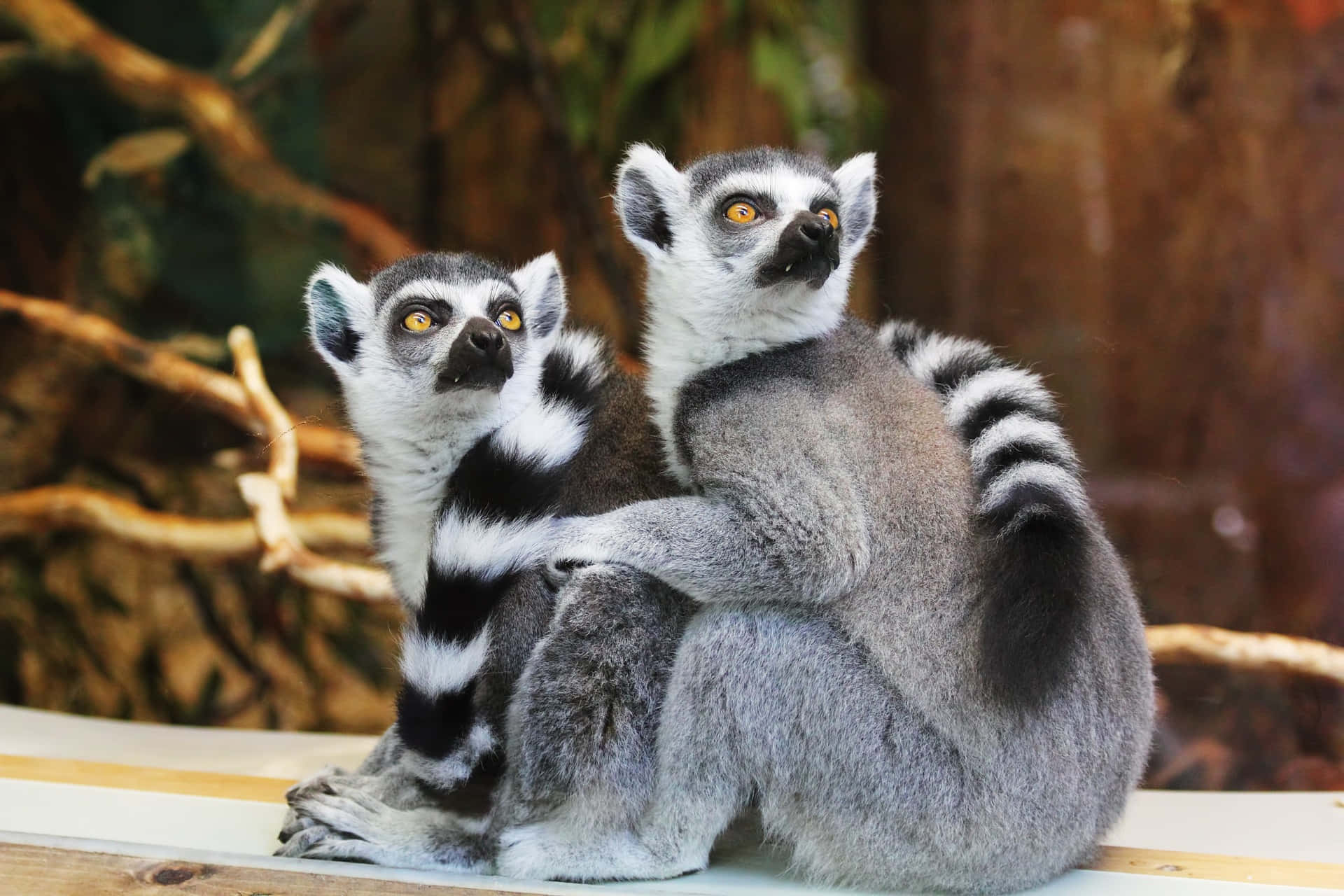 Süßesbild Von Lemuren Im Zoo