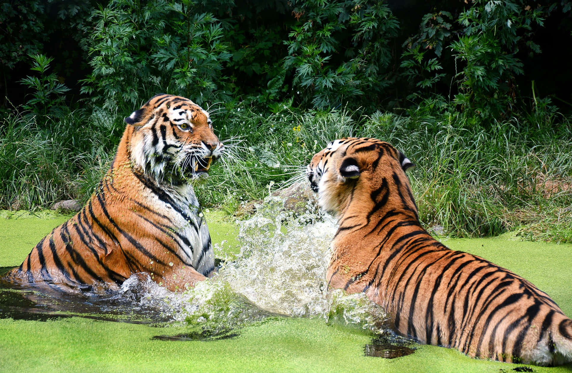fulStare: Zoo dyr billede Tiger legesyg kigge.