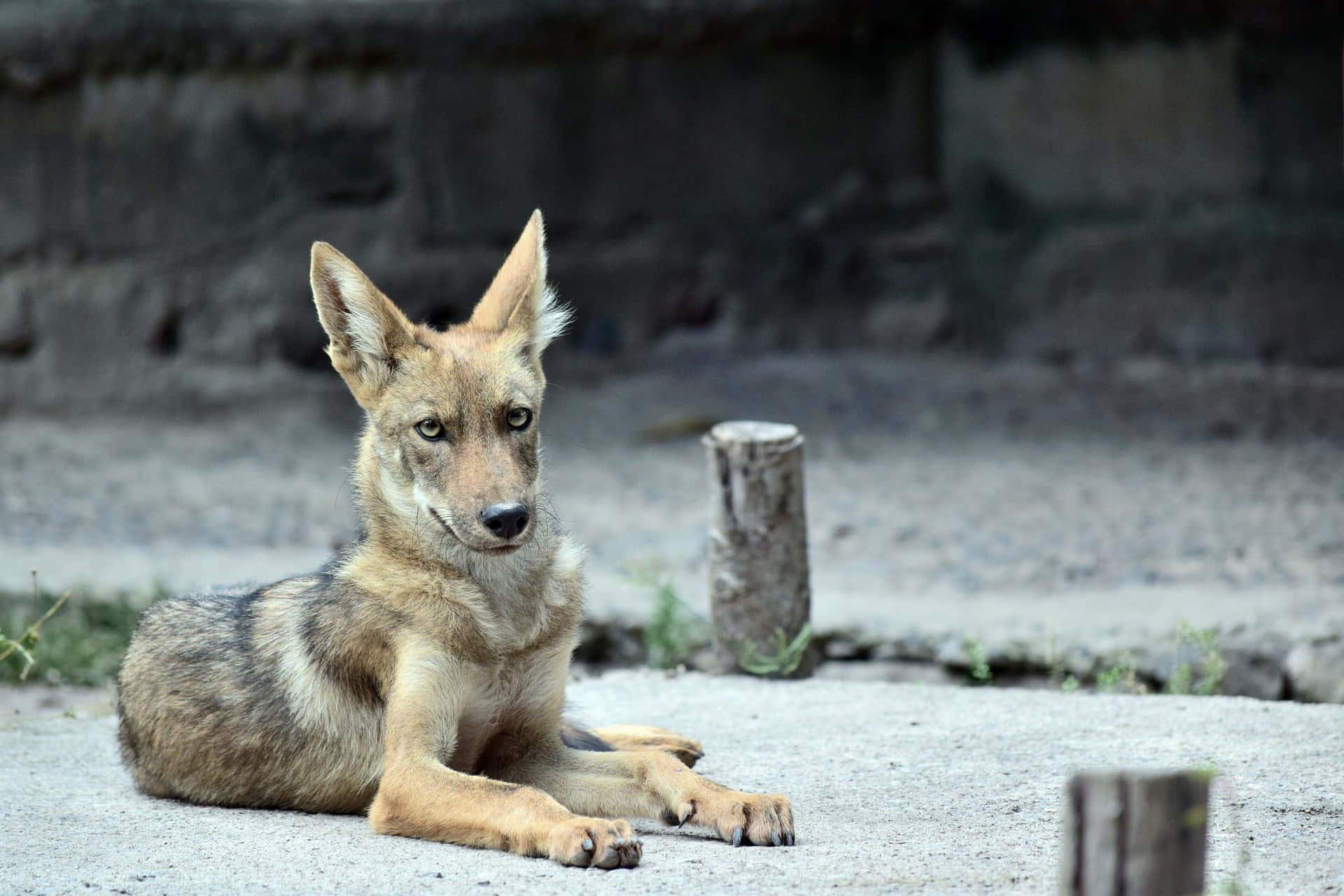 Immaginedi Un Animale Dello Zoo: Il Coyote.