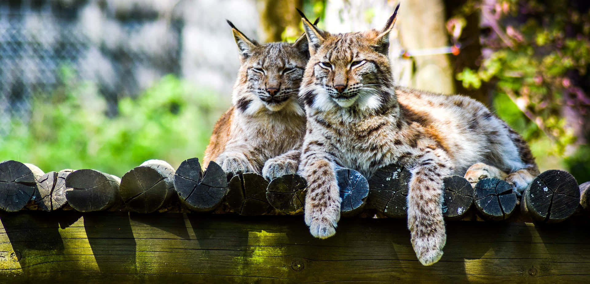 Zoo Animal Picture Lynx Cats