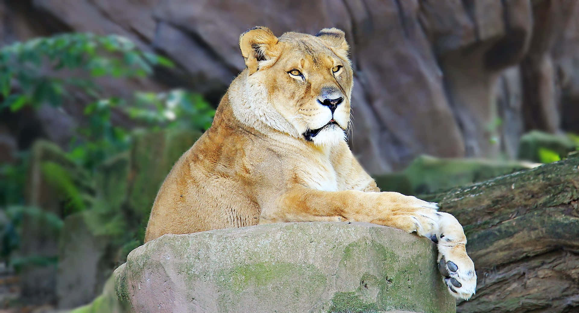 Immaginedi Un Animale Del Zoo: Leone Asiatico.