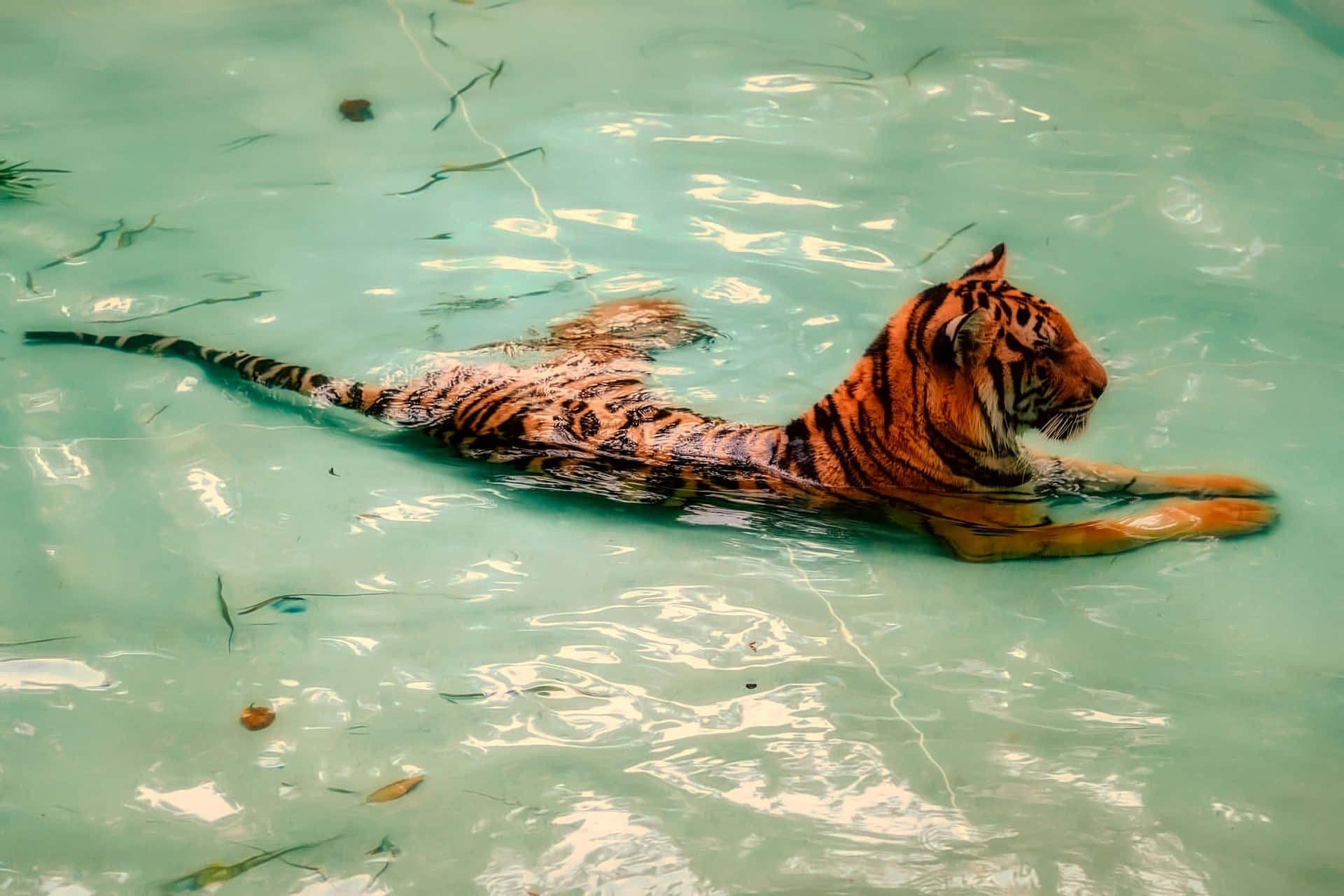 Zoo dyr billede Bengal Tiger og solnedgang