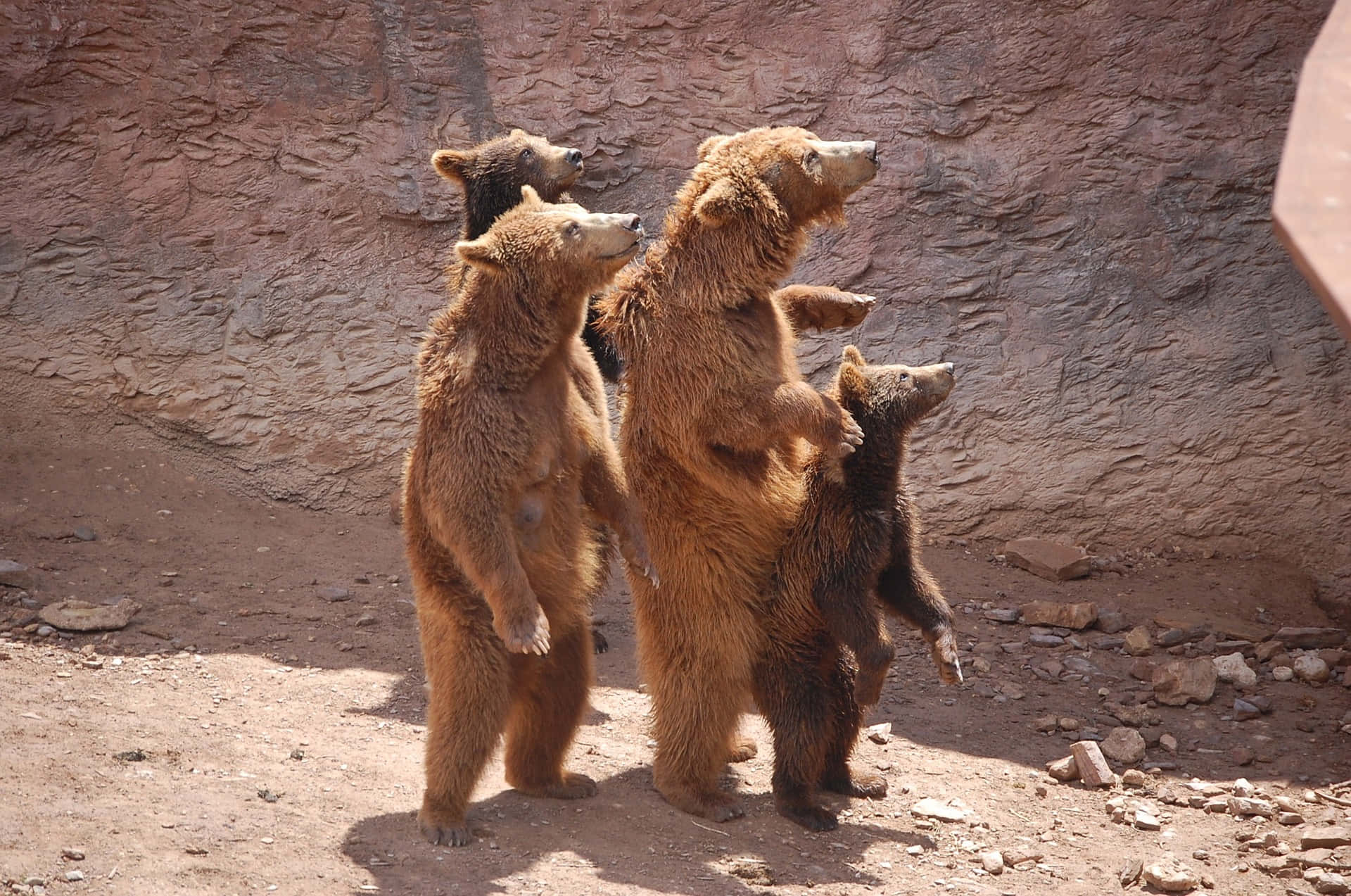 Zoo Animal Picture Brown Bears